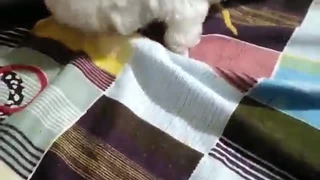 Puppy with itchy teeth