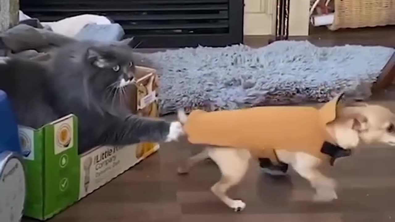 The cat grabbed the chihuahua and won't let go