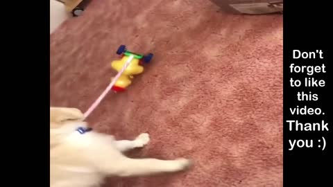 Puppy Video