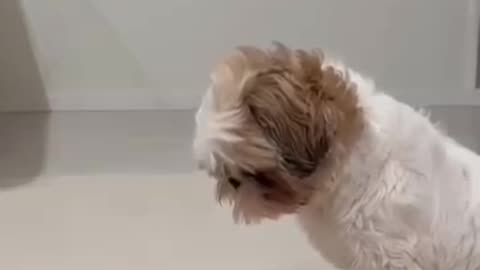 So sweet dpg 😍🥹😘😊🐶🐶🐶