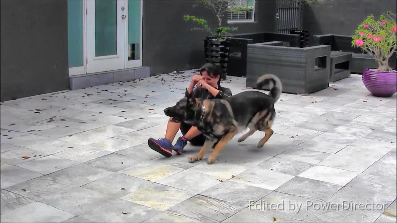 Dog Training