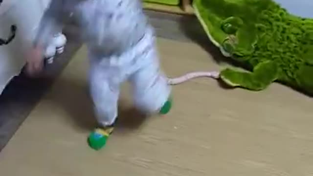 baby snakes scared to see