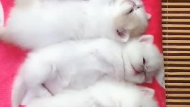 Funny Animals! Funny Cats! Funny Videos! # Shorts