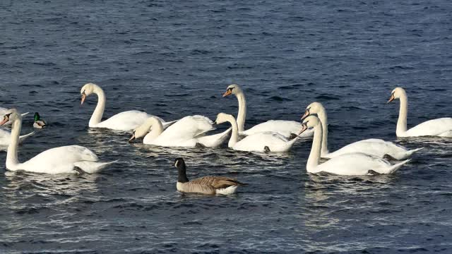 Birds swim in the water