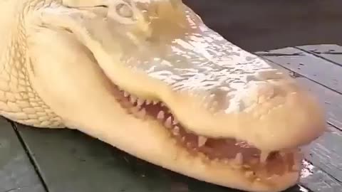 Wildlife