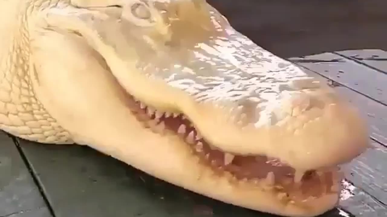 Wildlife