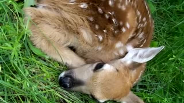 Newborn Fawn Meets Golden Retriever