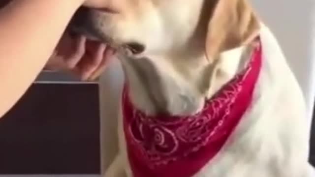 Funniest Dog 😂 - Cutest Animals Ever 😁 -Try Not To Laugh 😂- Funny Dog🐶