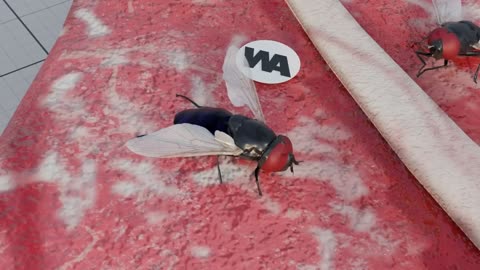 Why Is The U.S.Dumping Hundreds Of Millions Of Flies Into The Panama?