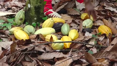 How Chocolate is Made
