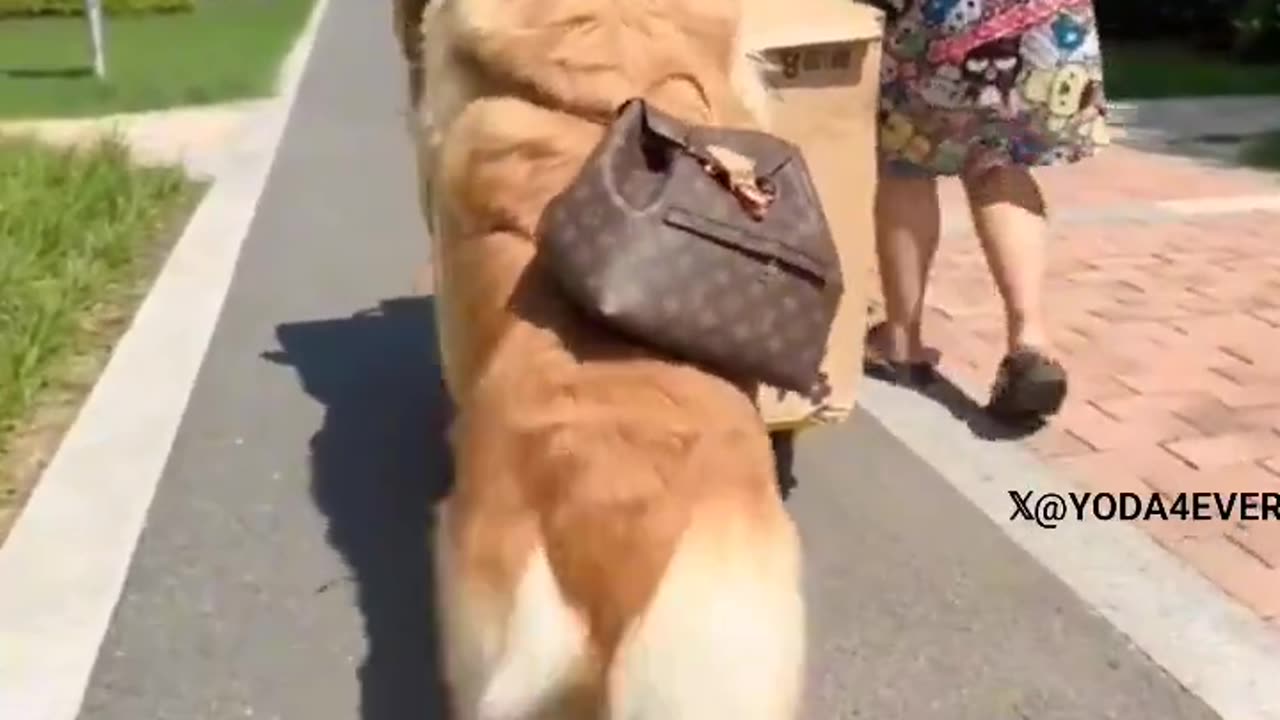 I help..🐶🐾😅