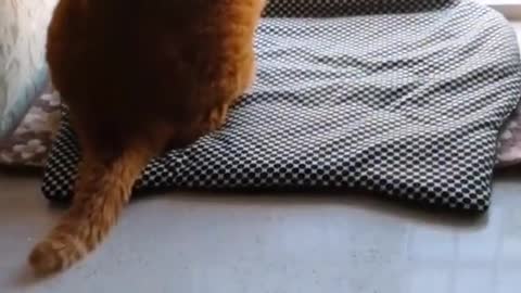 Is my baby cat cute#6