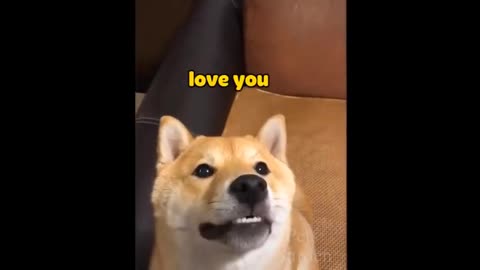 Top funny cat videos of the month