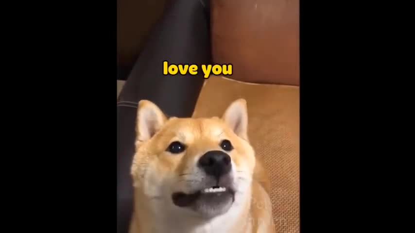 Top funny cat videos of the month