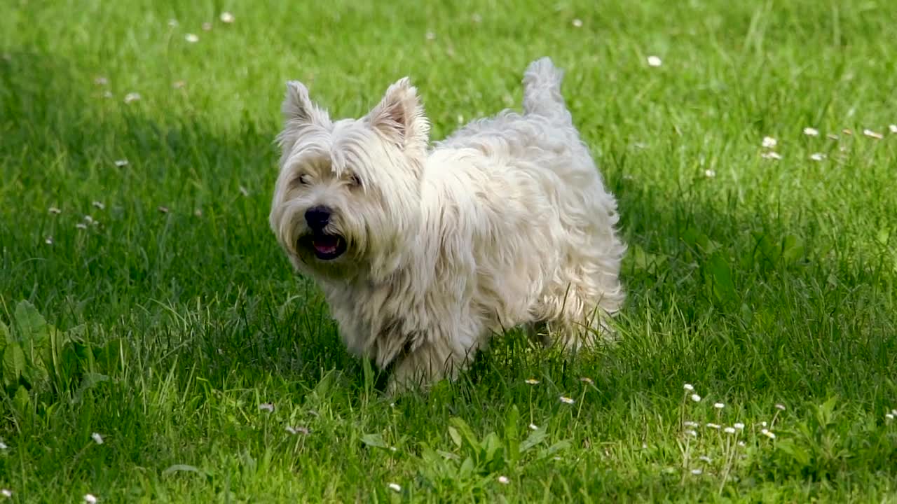 cachorro solitario