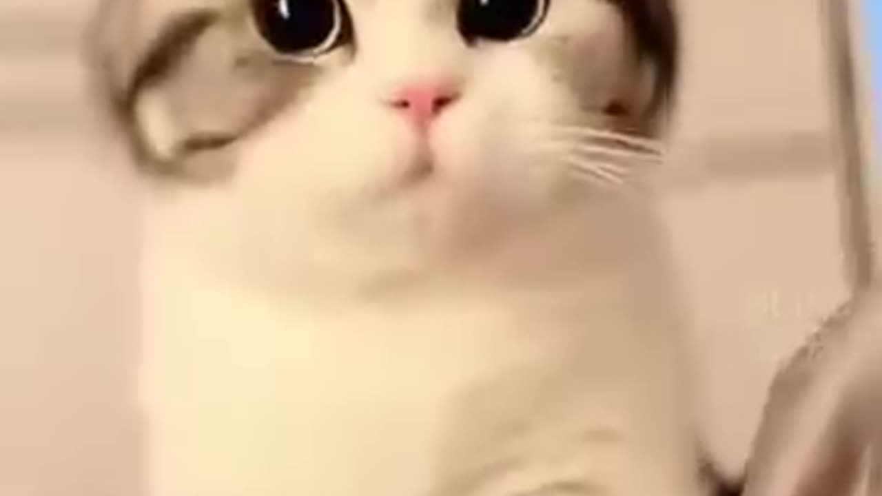Cat view