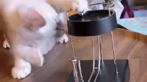 Funny animal videos