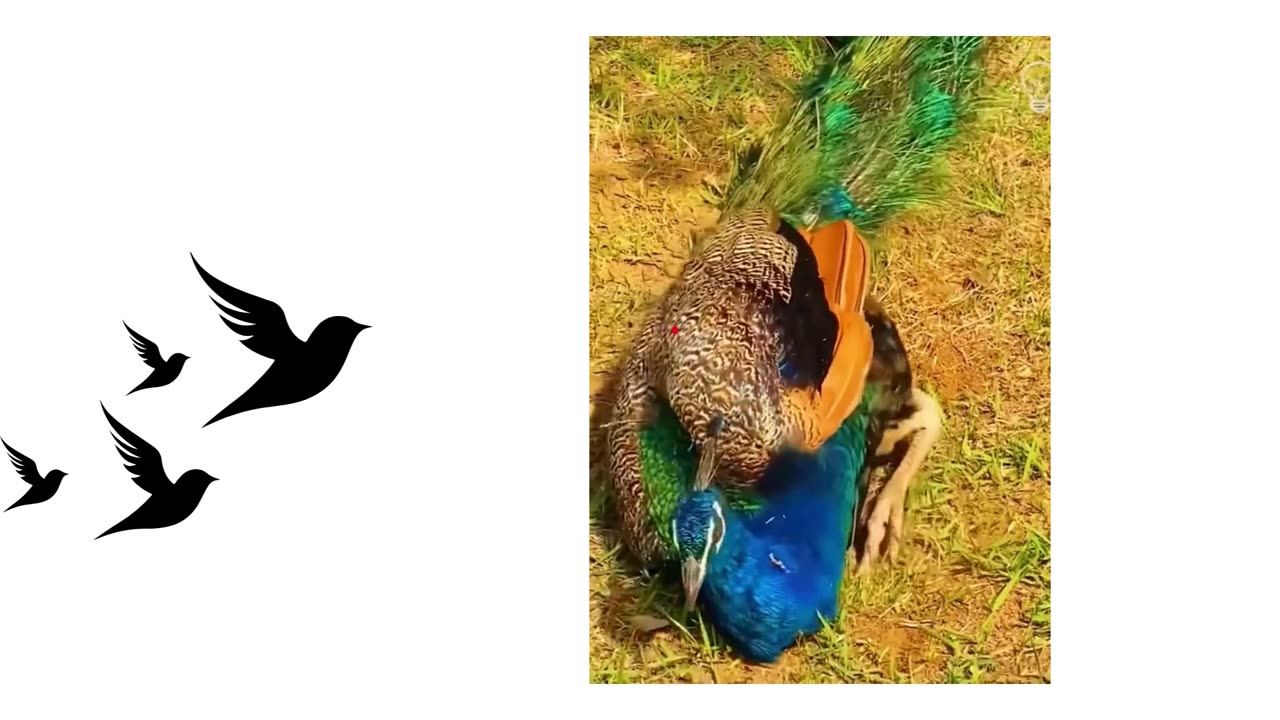 Peacock dance