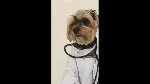 Funny dog videos | doctor dog baby with dog | brother dog