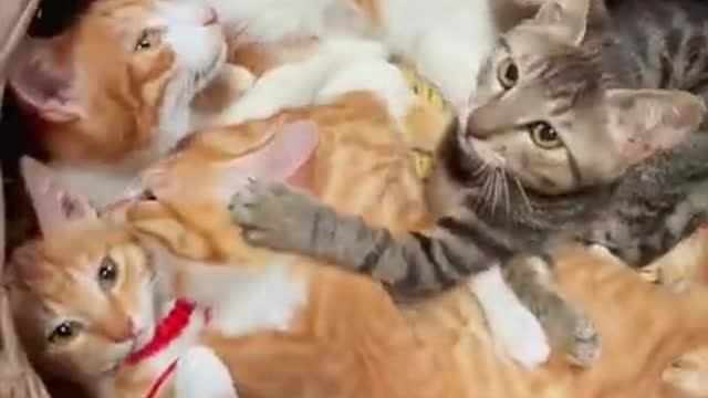 Funny cat videos | cute cat videos | cute animals | funny cats, #shorts