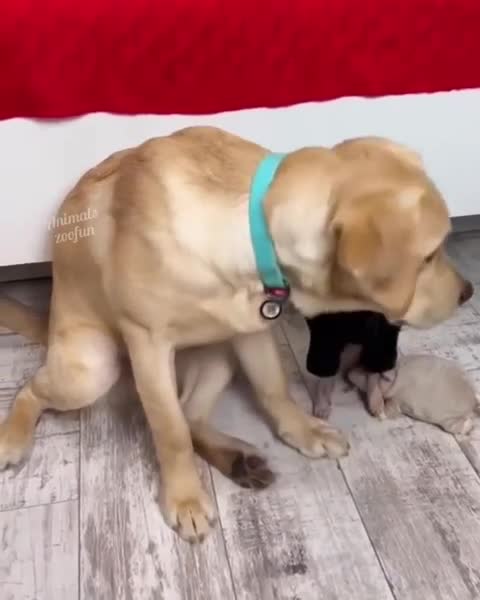 Кто корм ворует