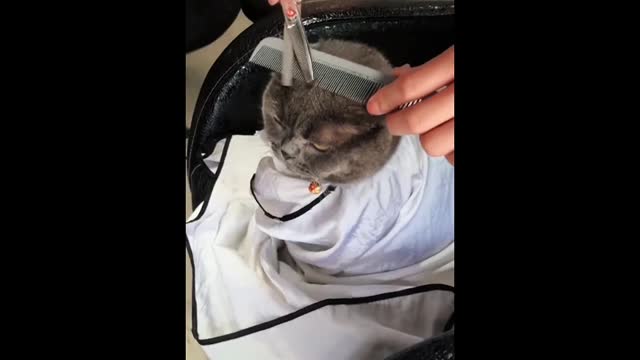 The cat was having a haircut and laughed to death