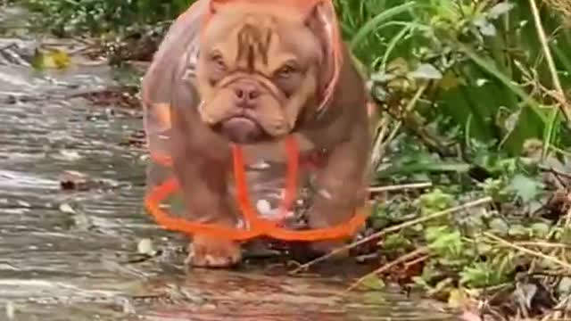 smart dog | good working dog | cute dog | rescue dog #short