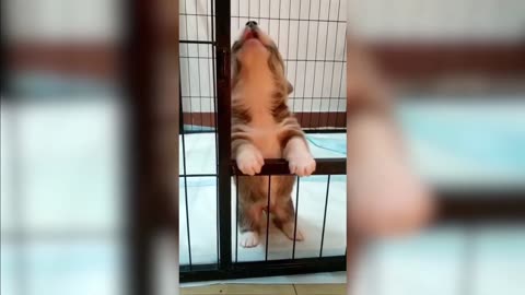 Funny and Cute corgi puppies videos compilation 2021❤ Cutest corgis Ever!