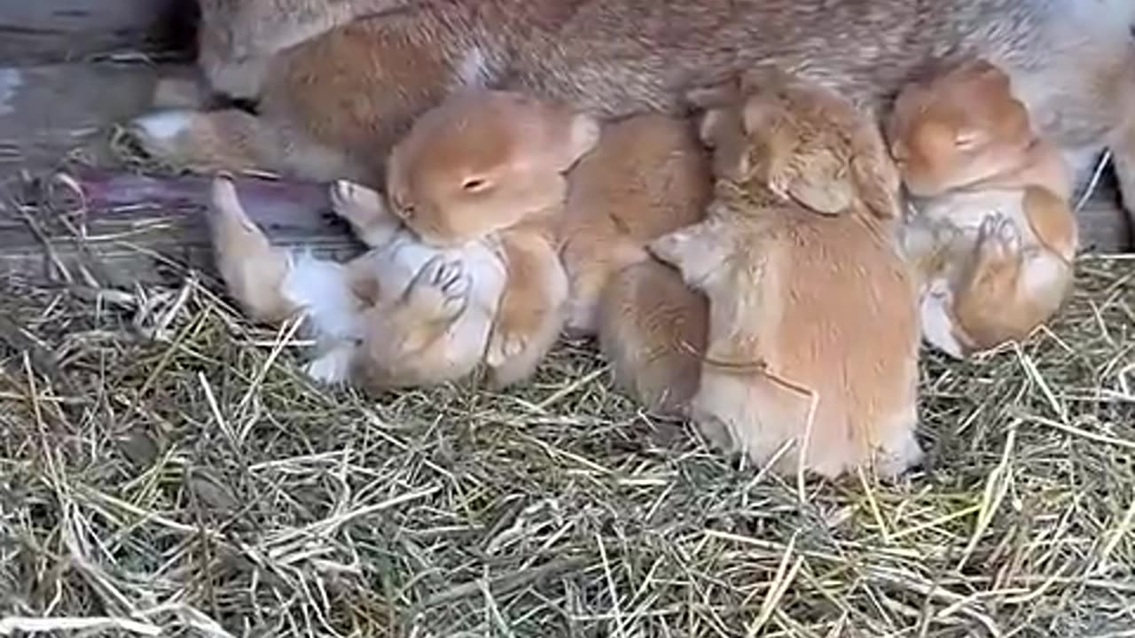 Little rabbit snuggles next to mother and sleeps. Cute pet rabbit. Little cute pet in the countrysi