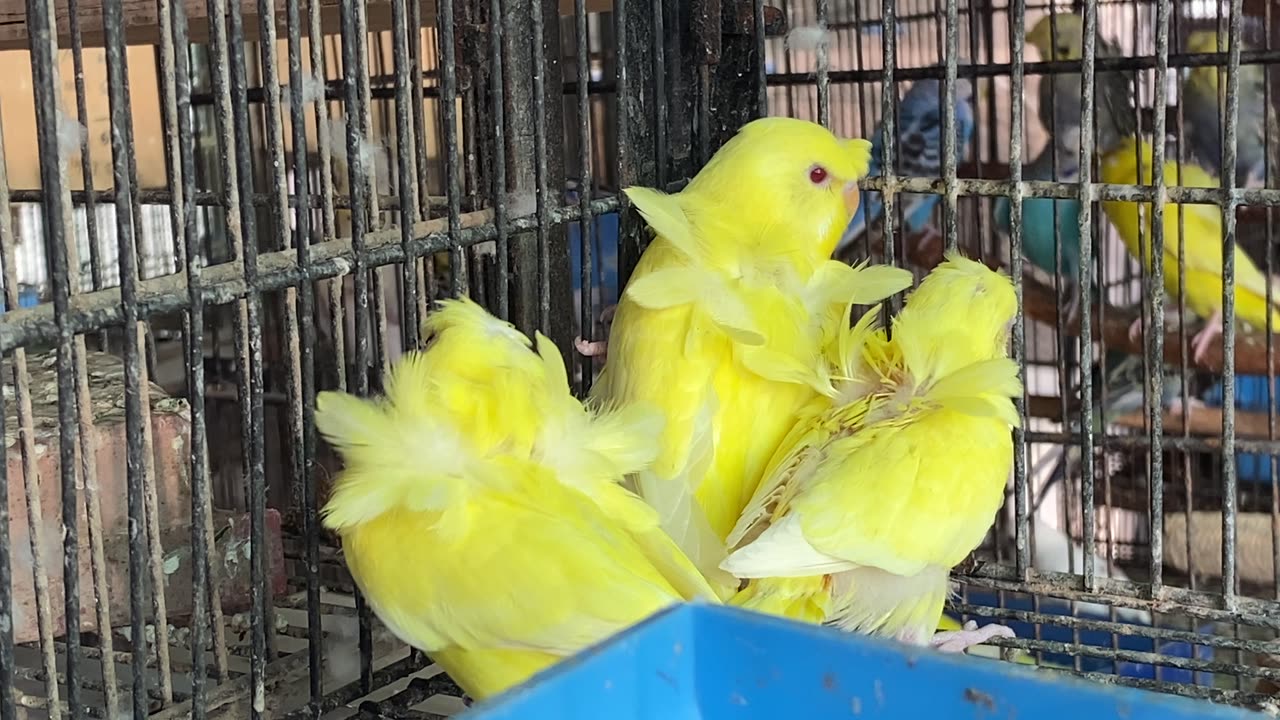 lutino hagoromo budgies breed