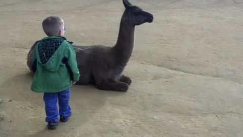 Llama spits in kids face.