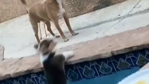 Cute dog too scared to join human friend in the pool