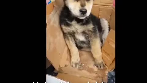 Puppy comes back to life