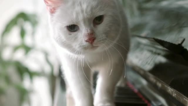 Cute funny cat