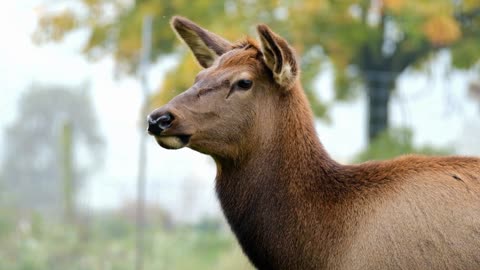 Deer Close-up Slomo Shot