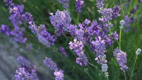 Lavender