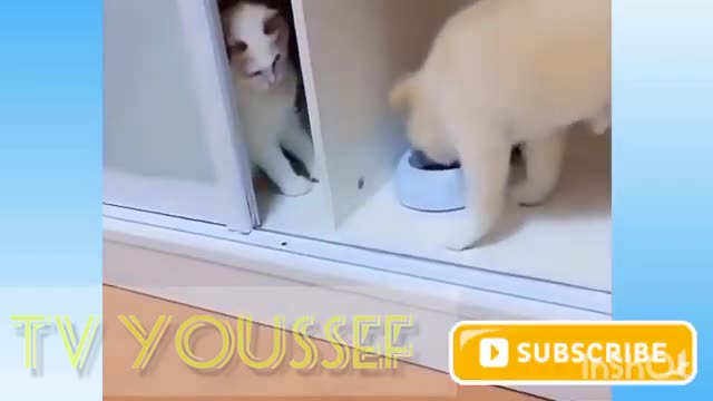 funny cats