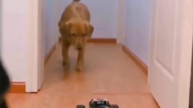 Funny video of toy car scaring the dog