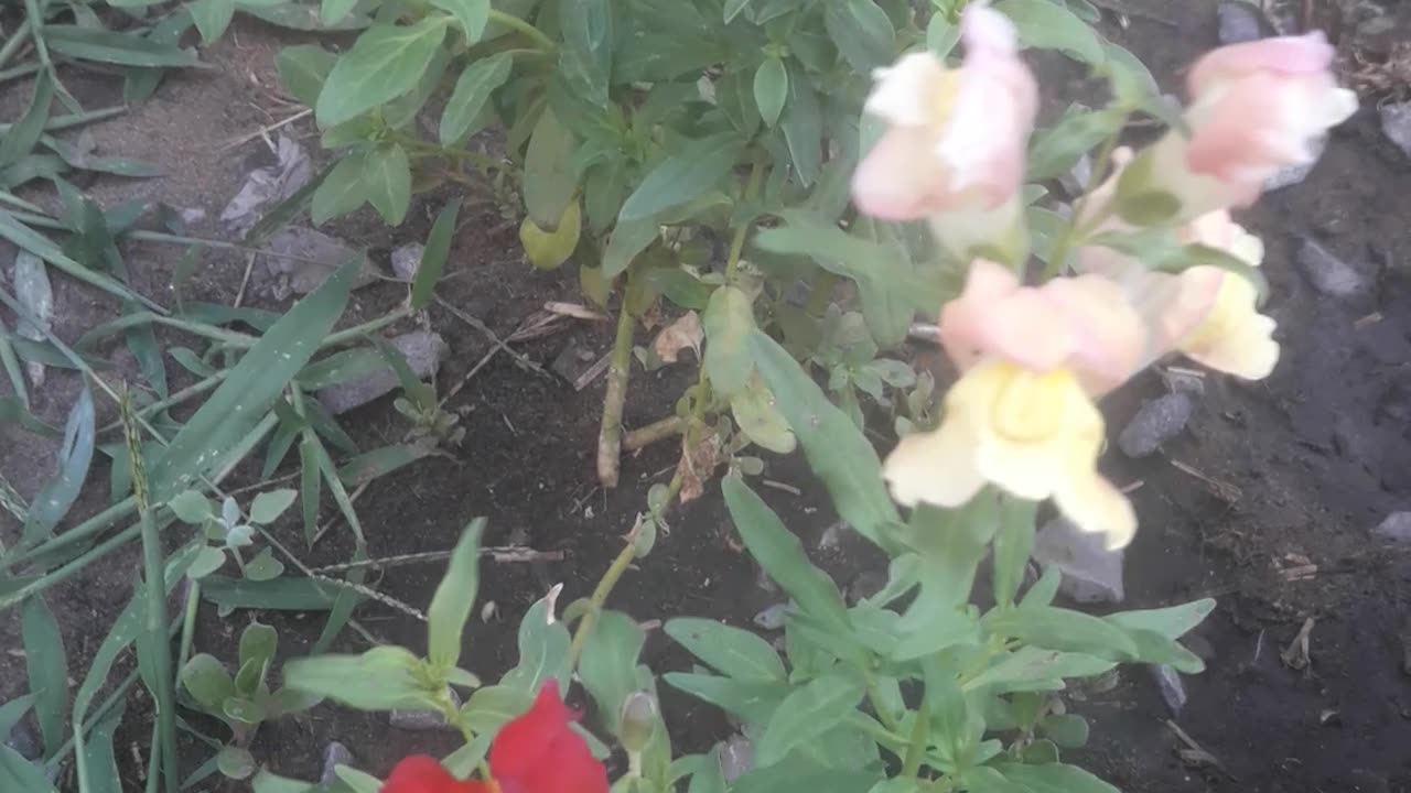 Snapdragon blooms