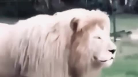 #funnytiktok #lion #funny #funnyvideos #funnymoments #shakira