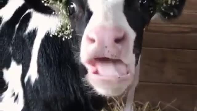 cute little cow