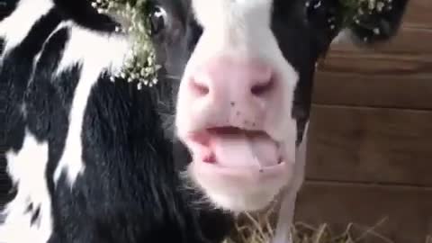 cute little cow