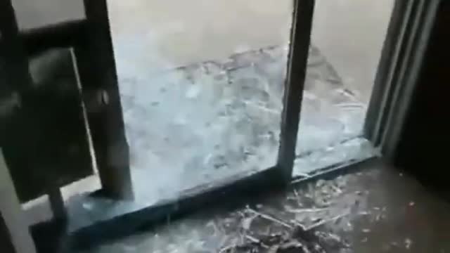 Funny and cute animals shorts😍