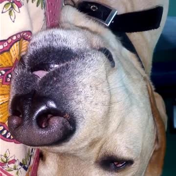 This dog sleeps with his tongue out and eyes half open