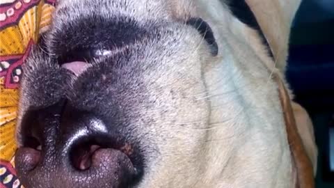 This dog sleeps with his tongue out and eyes half open