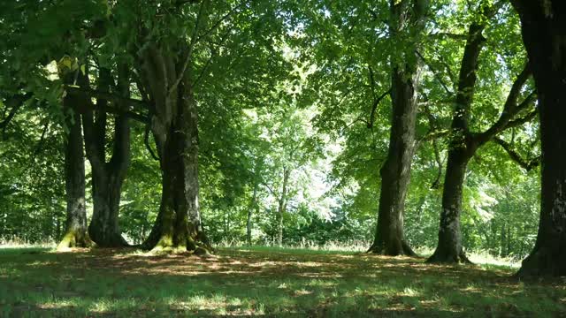 Relaxing Sleep and Autumn Dunes Music with Forest Clips