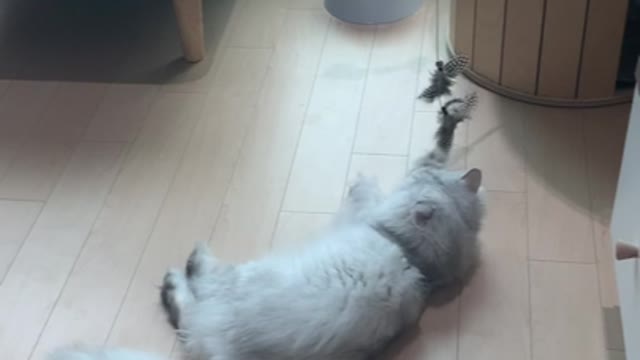 The cute cat is lying down and playing with a fishing toy.