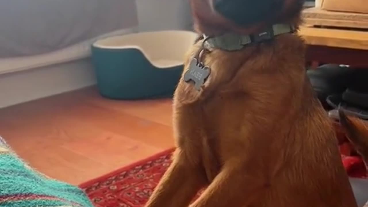 Funny Animals😂🫶🏼