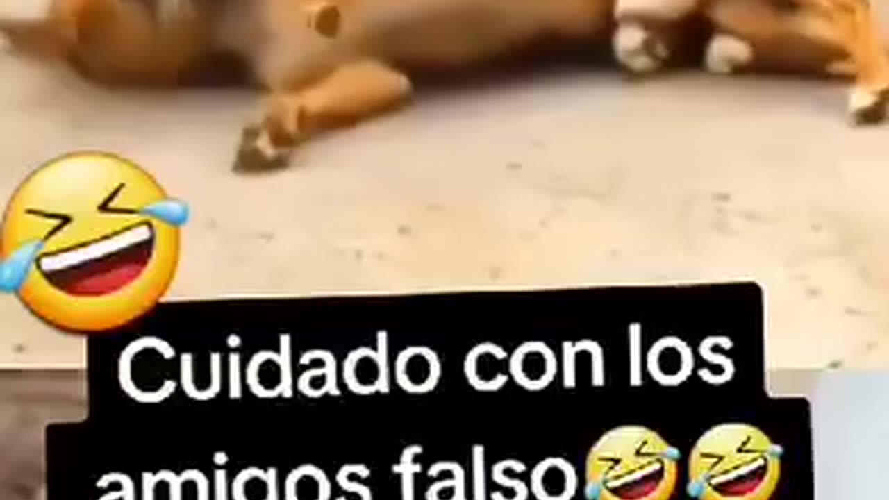 Cuidado con los amigos falsos