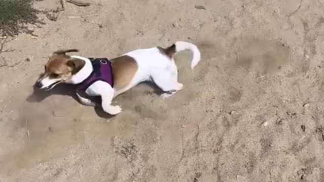 Dogs doing fun , watch and enjoy